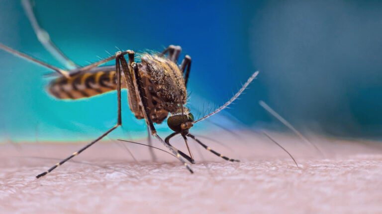Alerta de surto: Capital de Mato Grosso intensifica combate ao Aedes Aegypti diante da alta de casos nas unidades de saúde