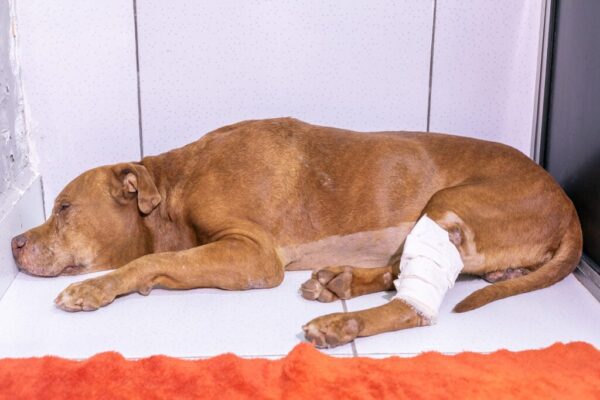 Luto na causa animal: Cão Vivente morre após cinco dias de luta em Cuiabá