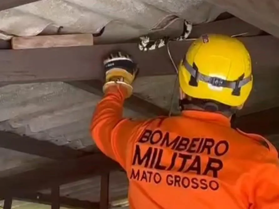 Bombeiro militar realizando resgate de cobra caninana em telhado de casa