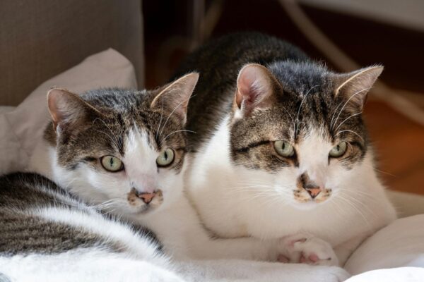 Homem pode pegar até 5 anos de prisão por morte de gatos em Rondonópolis