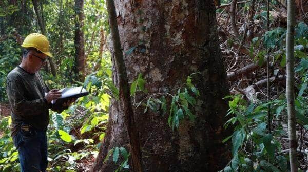 Sema mantém restrição de manejo florestal até maio na região amazônica de Mato Grosso